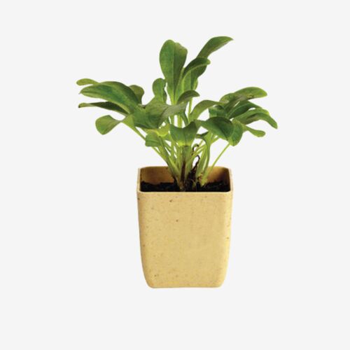 Flower Pot Set With Marigold Seeds Thumbnail